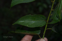 Gouania microcarpa